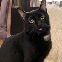 Thumbnail photo of Luna Moonstone #2