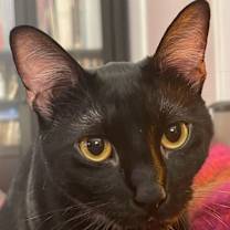 Thumbnail photo of Luna Moonstone #3