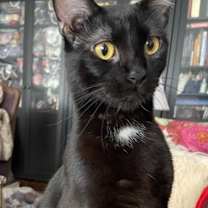 Thumbnail photo of Luna Moonstone #1