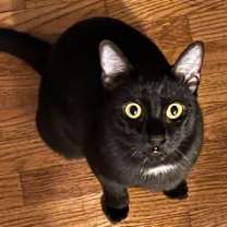 Thumbnail photo of Luna Moonstone #4