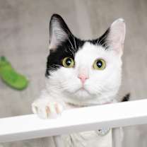 Thumbnail photo of Mochi [READ BIO PLS] #1