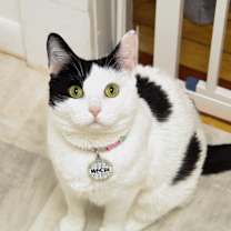 Thumbnail photo of Mochi [READ BIO PLS] #2