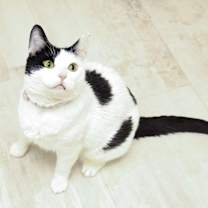 Thumbnail photo of Mochi [READ BIO PLS] #3