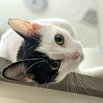 Thumbnail photo of Mochi [READ BIO PLS] #4
