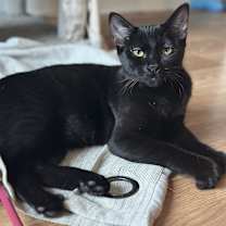 Thumbnail photo of Binx #1