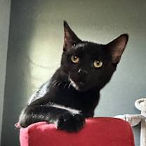 Thumbnail photo of Binx #2