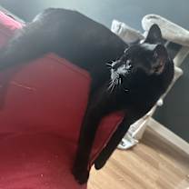 Thumbnail photo of Binx #3