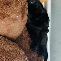 Thumbnail photo of Binx #4