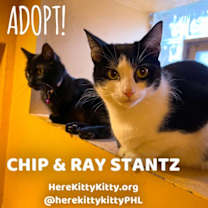 Thumbnail photo of Chips #2