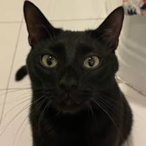 Thumbnail photo of Spike #1