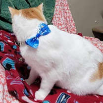 Thumbnail photo of Brie #4