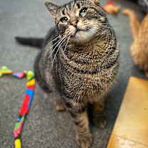 Thumbnail photo of Maisie Sweetheart #1