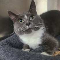 Thumbnail photo of Bellatrix #1