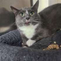 Thumbnail photo of Bellatrix #2