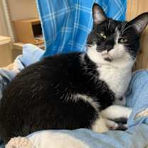 Thumbnail photo of Pepper #1