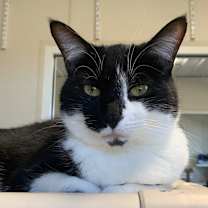Thumbnail photo of Pepper #2