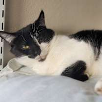 Thumbnail photo of Pepper #3