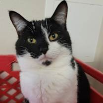 Thumbnail photo of Pepper #4