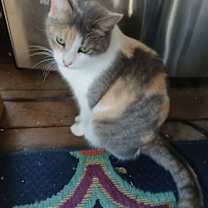 Thumbnail photo of ELSIE #1