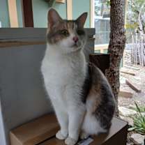 Thumbnail photo of ELSIE #2