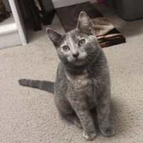 Thumbnail photo of Pixie [CP] #1
