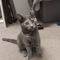 Thumbnail photo of Pixie [CP] #2