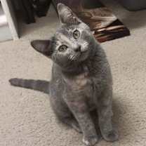 Thumbnail photo of Pixie [CP] #3