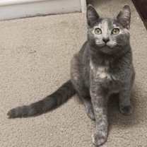 Thumbnail photo of Pixie [CP] #4