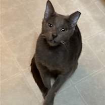 Thumbnail photo of Blue (Courtesy Post) #1