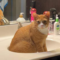 Thumbnail photo of Blaze #3