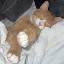 Thumbnail photo of Blaze #4