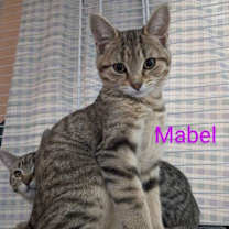 Thumbnail photo of Mabel #3