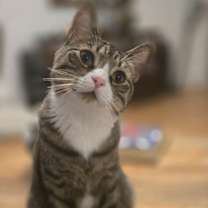 Thumbnail photo of Chico #1