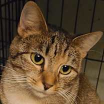 Thumbnail photo of Athena #1