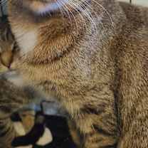 Thumbnail photo of Athena #2