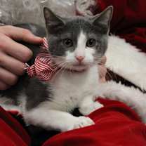 Thumbnail photo of Corduroy (Wilson) #2