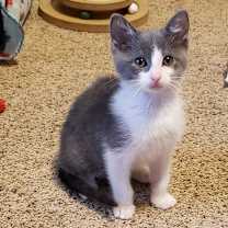 Thumbnail photo of Corduroy (Wilson) #4