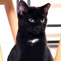 Thumbnail photo of KITTY  TESSA #1