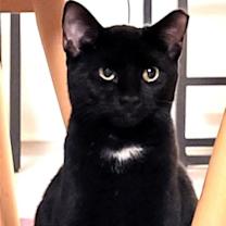 Thumbnail photo of KITTY  TESSA #2