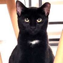 Thumbnail photo of KITTY  TESSA #3