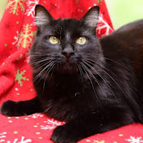 Thumbnail photo of Sprinkles #1