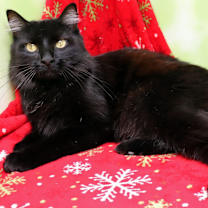 Thumbnail photo of Sprinkles #2