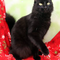 Thumbnail photo of Sprinkles #3