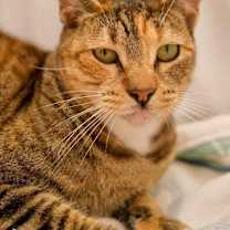 Thumbnail photo of GYPSY #1