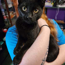 Thumbnail photo of Shadow #1