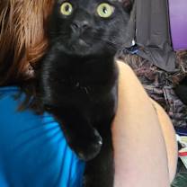 Thumbnail photo of Shadow #2