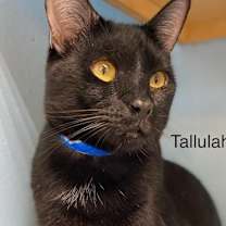 Thumbnail photo of Tahalla - Center #2