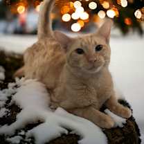 Thumbnail photo of Winnie (Winston) #2