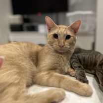 Thumbnail photo of Winnie (Winston) #3