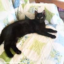 Thumbnail photo of Tiger #3